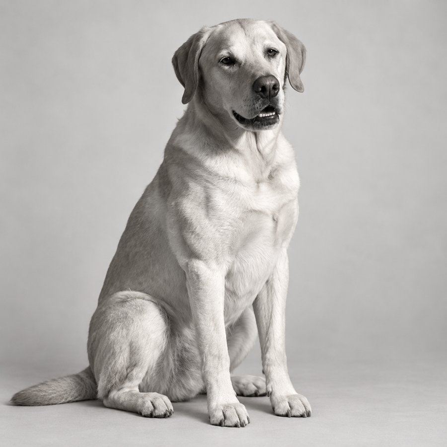 Black-and-white studio portrait of Henry, a seated Labrador and the team's Chief Culture Officer